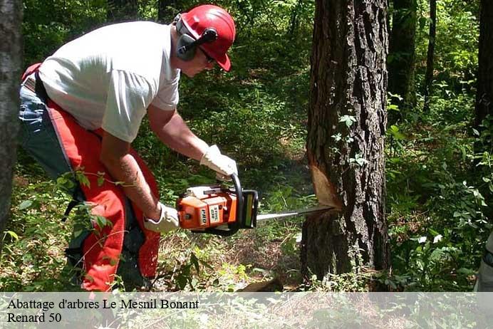 Abattage d'arbres  le-mesnil-bonant-50450 Renard 50