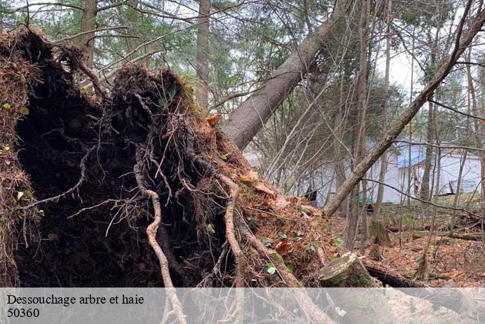 Dessouchage arbre et haie  beuzeville-la-bastille-50360 Renard 50